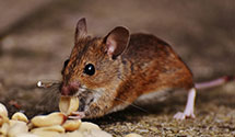 24 Hour & Emergency Exterminators in Farmington, DE